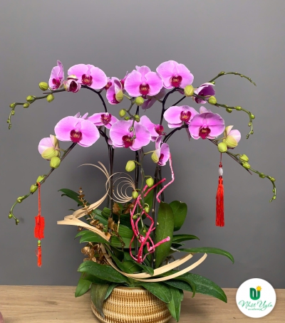 Hoa Lan Hồ Điệp Tím Chúc Mừng 008