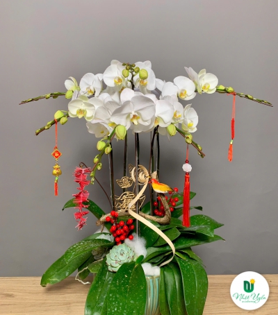 Hoa Lan Hồ Điệp Trắng Chúc Mừng
