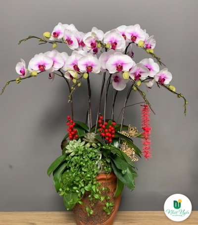 Lan Hồ Điệp Vàng Chúc Mừng NU88