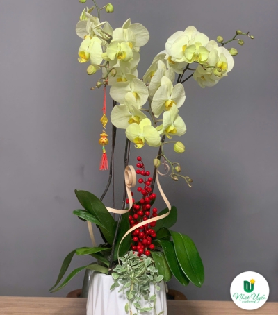 Hoa Lan Hồ Điệp Chúc Mừng NU9