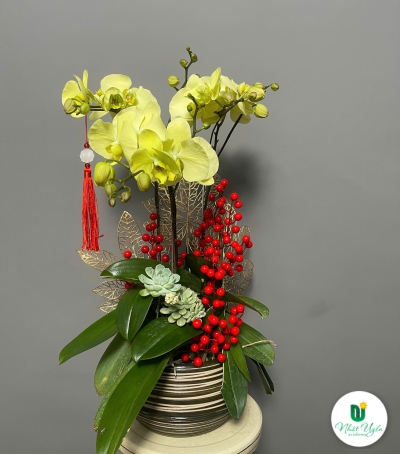 Lan Hồ Điệp Vàng Chúc Mừng 76