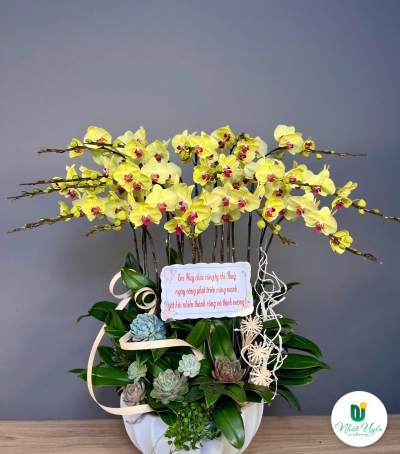 Lan Hồ Điệp Vàng Chúc Mừng 79