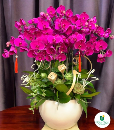 Lan Hồ Điệp Tím Chúc Mừng 74