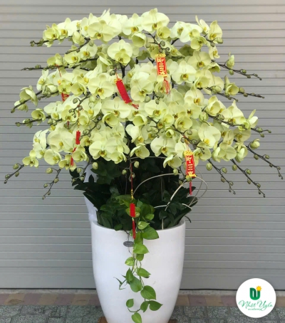 Lan Hồ Điệp Vàng Chúc Mừng 71