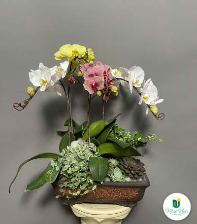 Lan Hồ Điệp Phối Chúc Mừng 23