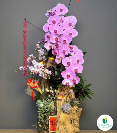 Lan Hồ Điệp Tím Siêu Xinh 