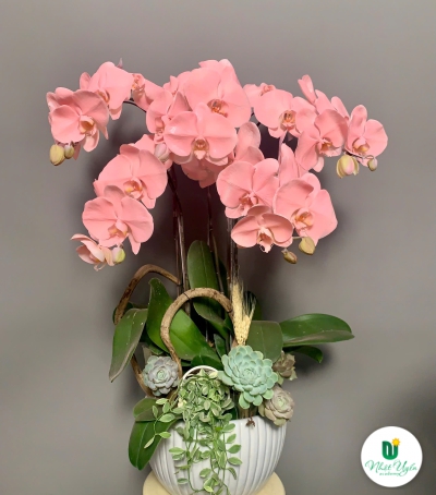 Hoa Lan Hồ Điệp Mẫu Mới Màu Xinh