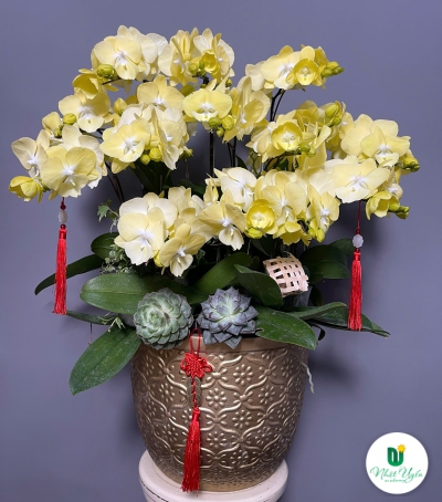 Lan Hồ Điệp Vàng Chúc Mừng 31