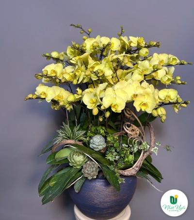 Lan Hồ Điệp Vàng Chúc Mừng 45