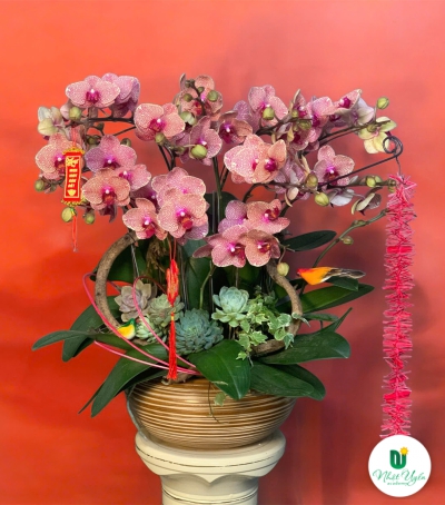 Lan Hồ Điệp Phối Sen Đá Chúc Mừng