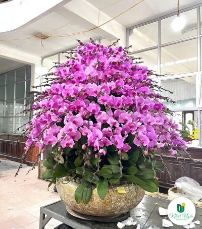 Lan Hồ Điệp Tím Chúc Mừng N109