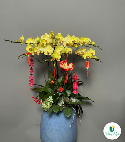 Chậu Hoa Lan Hồ Điệp Vàng - Phú Quý & Thịnh Vượng