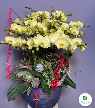 Chậu Hoa Lan Hồ Điệp Vàng - Sự Thịnh Vượng & May Mắn (NU87)