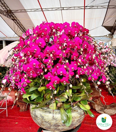 Lan Hồ Điệp Tím Chúc Mừng N09