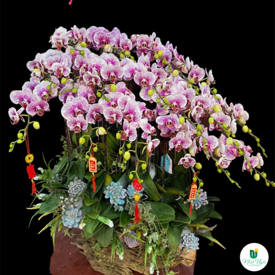Chậu Lan Hồ Điệp Tím Chúc Mừng HCM-0125 
