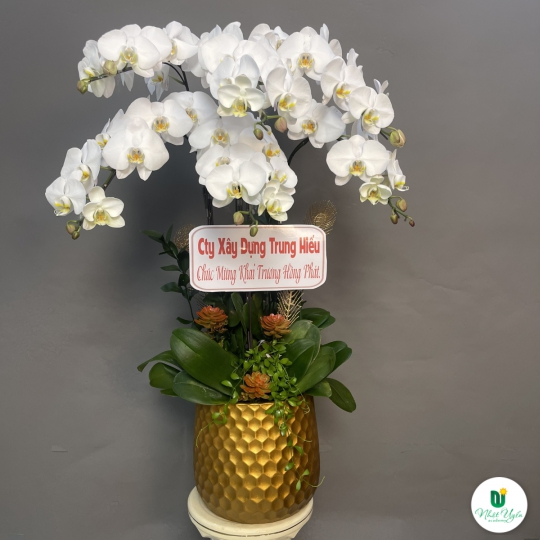Hoa Lan Hồ Điệp Chúc Mừng - 01