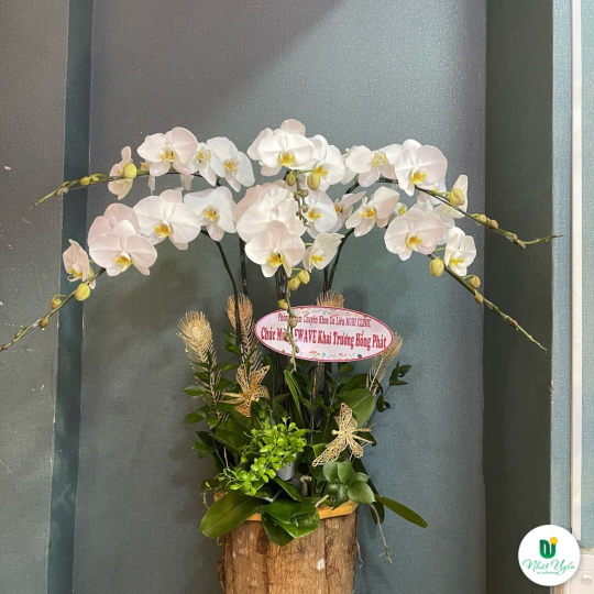 Hoa Lan Hồ Điệp Chúc Mừng - 04
