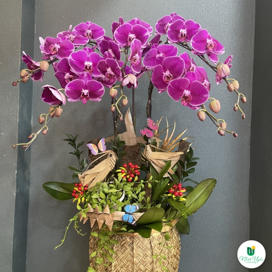 Hoa Lan Hồ Điệp Chúc Mừng - 07