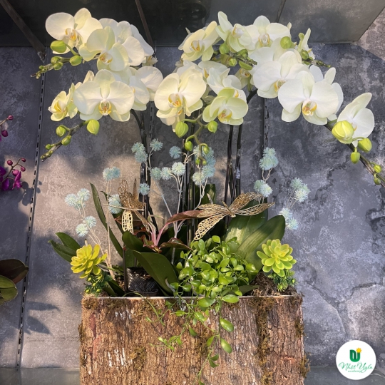 Hoa Lan Hồ Điệp Chúc Mừng - 08