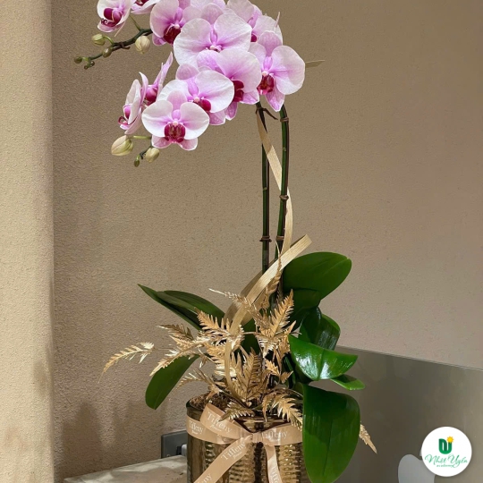 Chậu Hoa Lan Hồ Điệp Tím - Vẻ Đẹp Quý Phái & Sang Trọng