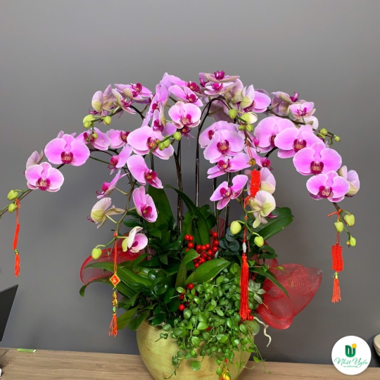 Lan Hồ Điệp Tím Chúc Mừng NU09