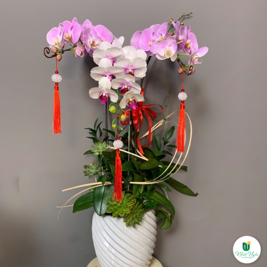 Lan Hồ Điệp Tím Chúc Mừng NU80