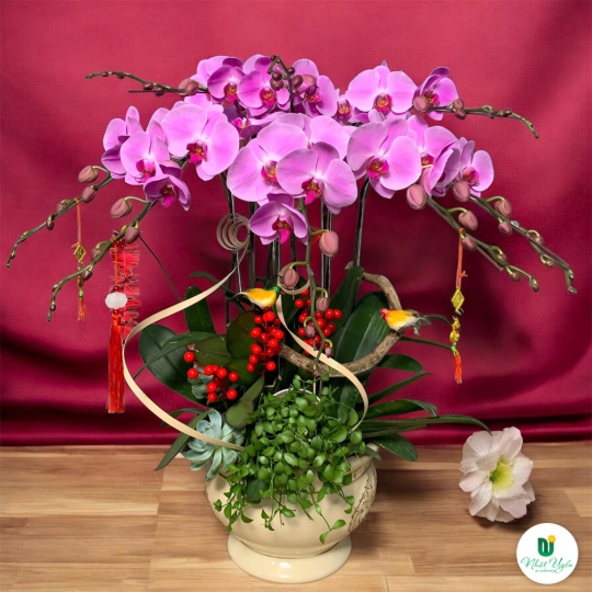 Lan Hồ Điệp Tím Chúc Mừng NU00