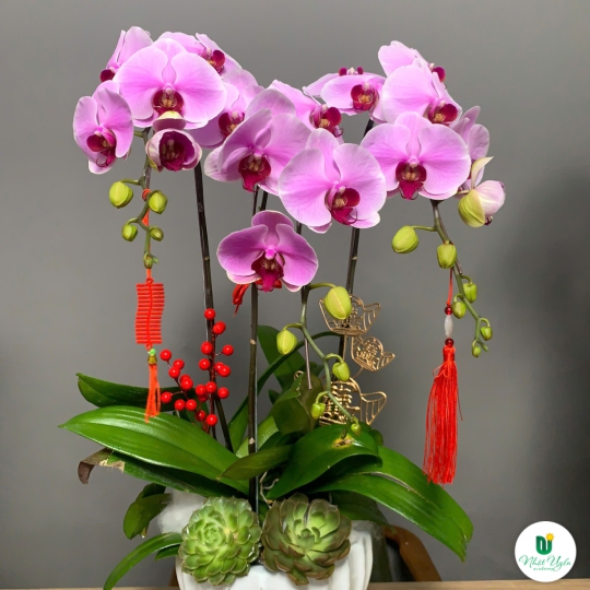 Lan Hồ Điệp Tím Chúc Mừng NU21