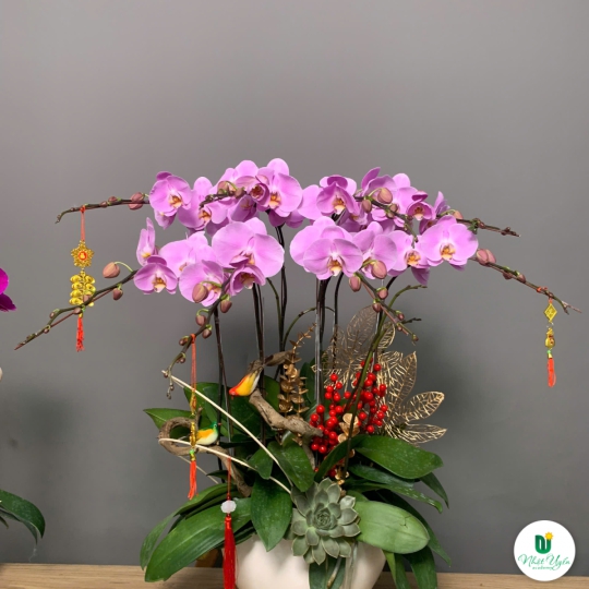 Hoa Lan Hồ Điệp Tím Chúc Mừng