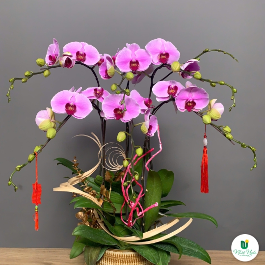 Hoa Lan Hồ Điệp Tím Chúc Mừng 008
