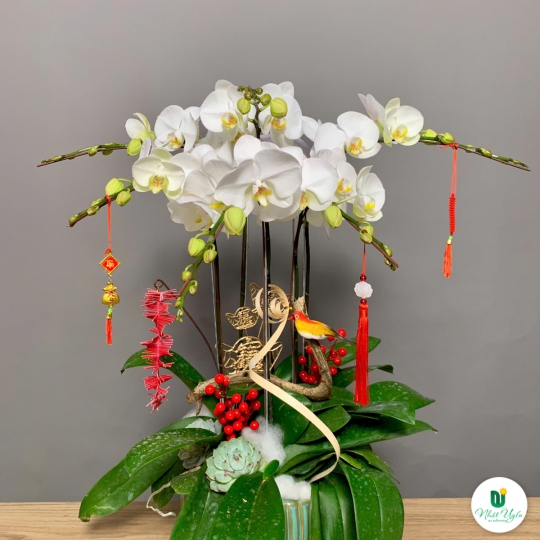 Hoa Lan Hồ Điệp Trắng Chúc Mừng