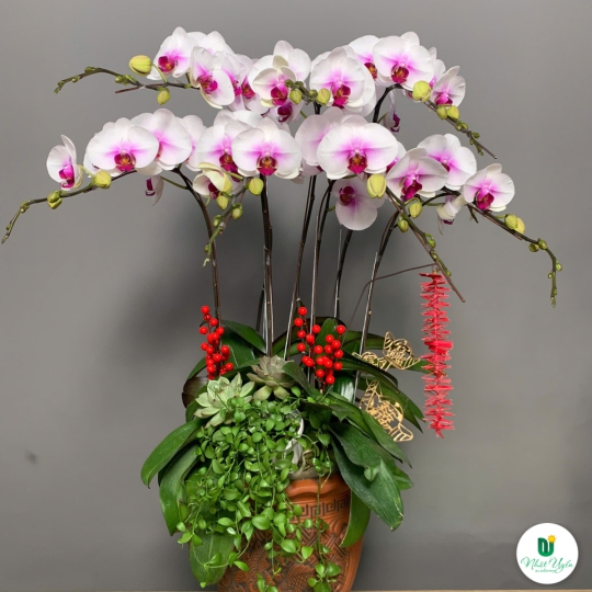 Lan Hồ Điệp Vàng Chúc Mừng NU88