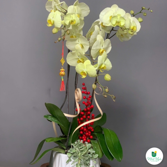 Hoa Lan Hồ Điệp Chúc Mừng NU9