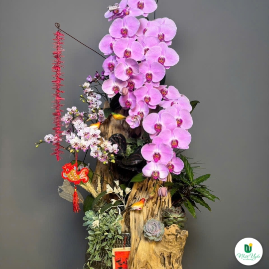 Lan Hồ Điệp Tím Siêu Xinh 