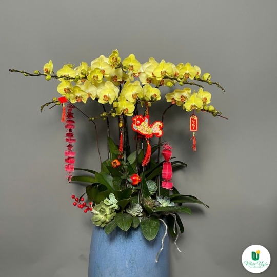 Chậu Hoa Lan Hồ Điệp Vàng - Phú Quý & Thịnh Vượng