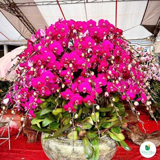 Lan Hồ Điệp Tím Chúc Mừng N09